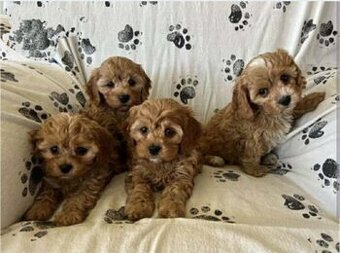 Cavapoo