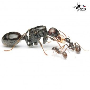 Messor barbarus - mravenec zrnojed