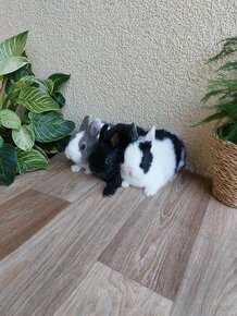 Zakrslý králík hladkosrstý - dvě samičky + sameček - 1