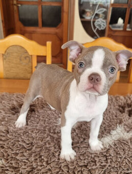 Boston terier,Bostonský terier,Boston terrier ČOKO LILA