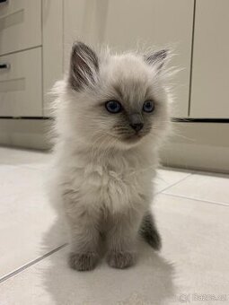 Sháníme koťátko Ragdoll/nebo dospělou kočičku