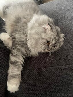 Kočka whiskas