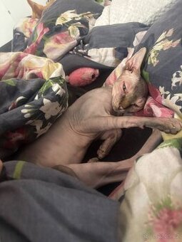 Sphynx - Rezervace
