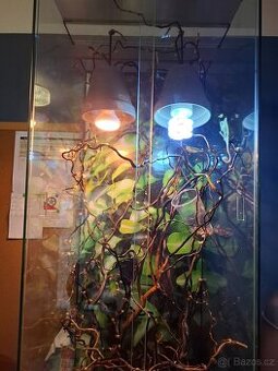 Prodám mládě chameleona i s teráriem - 1