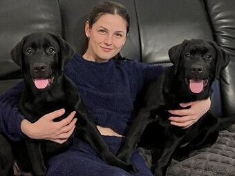 Štěňata labradora