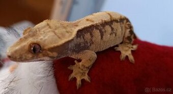 Pagekon řasnatý samička 35g