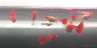 Paví očko čistokrevné - Poecilia reticulata samec