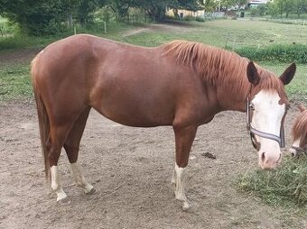 Prodám paint horse klisna REZERVACE