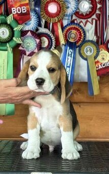 Bigel, bigl, beagle s PP