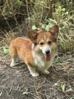 Corgi