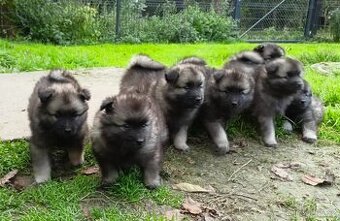 Německý špic vlčí / keeshond prodám krásná štěňata s PP