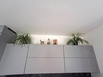 Zelenec 2 ks 200 Kč, ev.1 ks 120 Kč