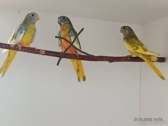 Neoféma modrohlavá mutace