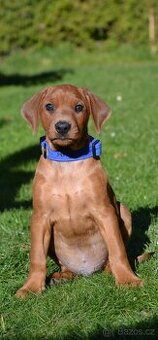 Německý Pinč šťéňátka