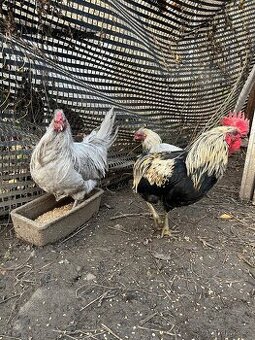 Kohouti 2024 ( 2x Araucana Lavender, 1x Mix )
