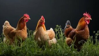 Slepice Kuřice Nosnice Dominanty 18 týdnů staré