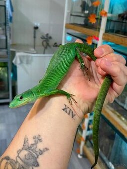 Gastropholis Prasina