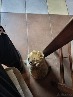 Pomeranian x Jorkšírský teriér biro fenka