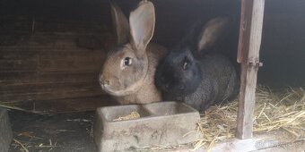 Králíci do chovu nebo výkrmu - 9měsíců