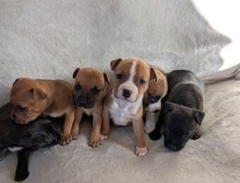 Stafordšírský bulteriér