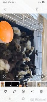 Hedvábničky 6 neděl stáří