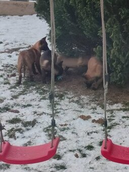 BOM - Belgický ovčák Malinois bez PP