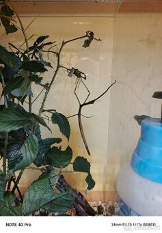 Pakobylky indicke - 1