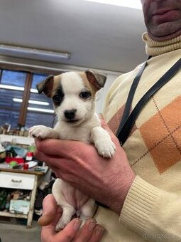 JACK RUSSELL TERIER - 1