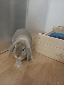 Králíček zakrslý Minilop + chovatelské příslušenství