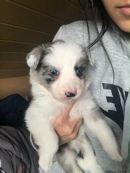 Štěňátka border kolie