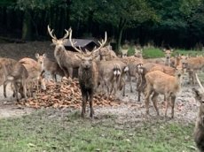 Jelen sika Dybowského