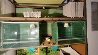 Prodám 2x terárium š - 60, h - 55, v -  45 cm