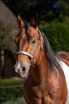 Valach APH po Skips Diablo Bar