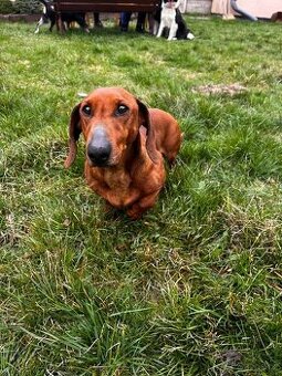 Jezevčík-krátkosrstý s PP