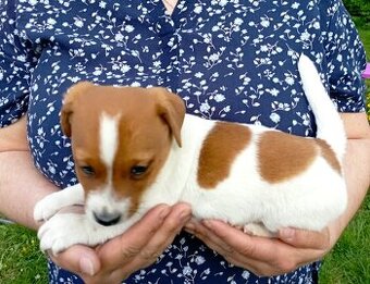 Jack russell terier krásný pejsek