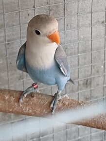 Agapornis Fišerův - 1