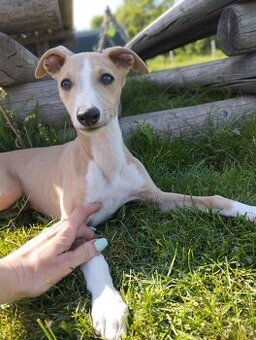 Whippet/ Vipet - 1
