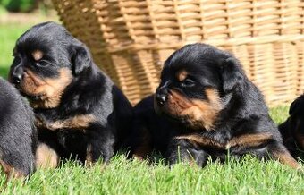 Rotvajler štěně s PP, Rottweiler štěně s PP