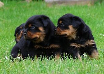Rotvajler štěně s PP, Rottweiler štěně s PP