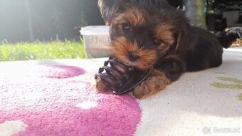 Štěňátka jorkšíra teriéra již k odběru (Yorkshire terrier)