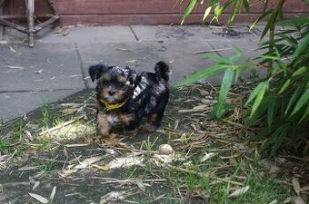 Štěňátka jorkšíra teriéra již k odběru (Yorkshire terrier)