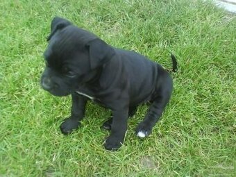 Labrador staford