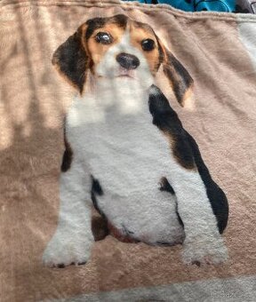 Deka beagle - 1