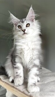 Harmony s PP Mainská mývalí Maine Coon