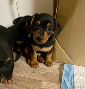 Jezevčík krátkosrstý,hladkosrstý