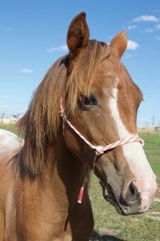 Pony 1,5 roční hřebeček