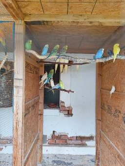 Prodám letošní mláďata Andulek