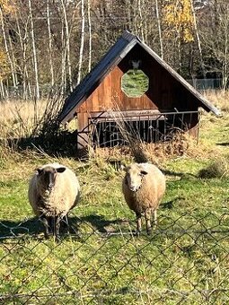 Prodám ovci a beránka