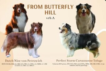 Australský ovčák s PP - štěňata