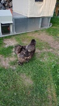 Kohout hedvábnička